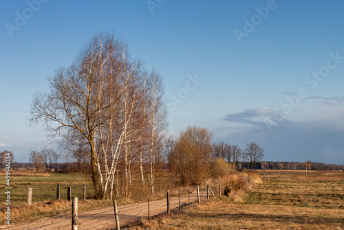 Fototapeta Naklejka Na Ścianę i Meble -   Podlaskie wierzby. wiosna na Podlasiu. krajobraz wiejski