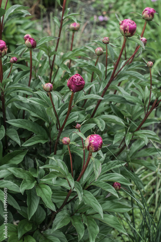 A bush of peonies with pink buds in the rain in the park.