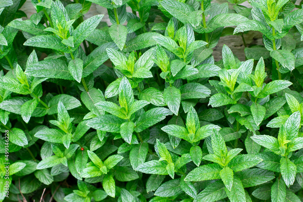 Green mint plants leaves growing in garden. Spring nature background Green mint plants leaves growing in garden. Spring nature background