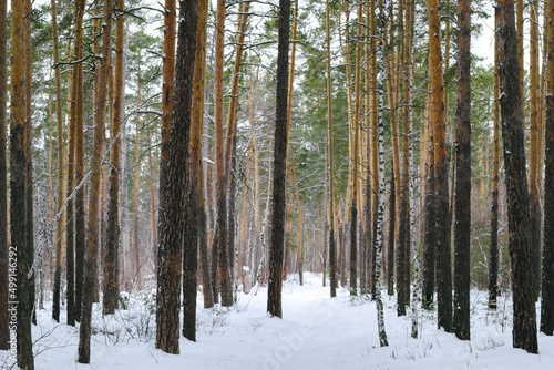 Slender trunks of pine trees in the winter forest