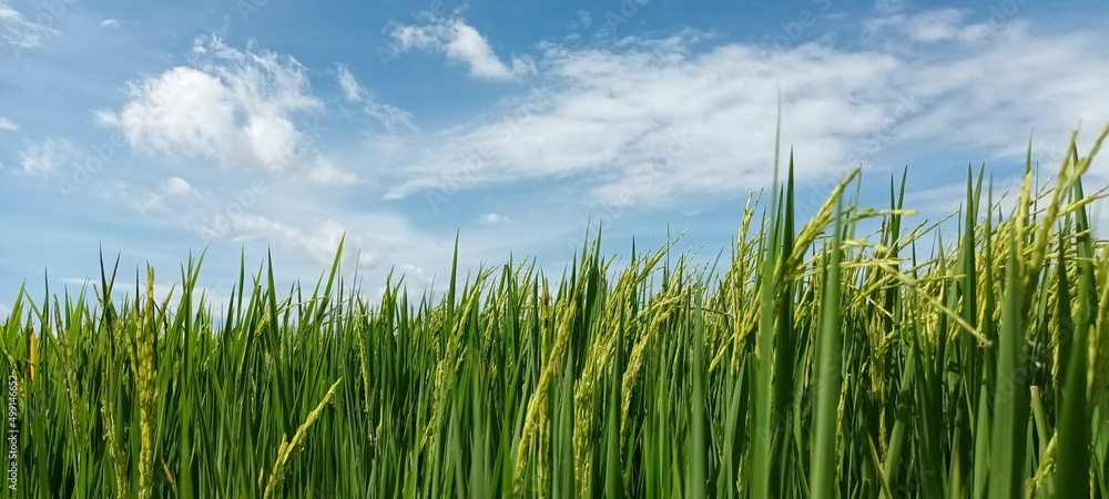 Obraz premium The rice and the sky in Summer, Thailand