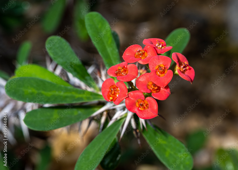 Crown of Thorns or Christ Plant (Euphorbia milii), native to Madagascar. Botanical Garden, kit, Karlsruhe, Germany, Europe Crown of Thorns or Christ Plant (Euphorbia milii), native to Madagascar. Botanical Garden, kit, Karlsruhe, Germany, Europe