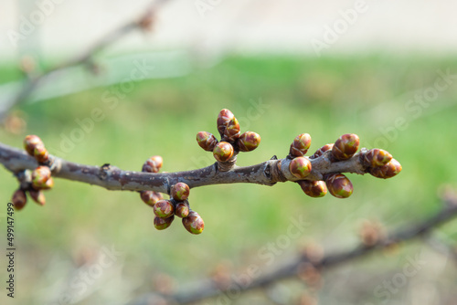 Fotografie budding buds on a tree branch in early spring macro