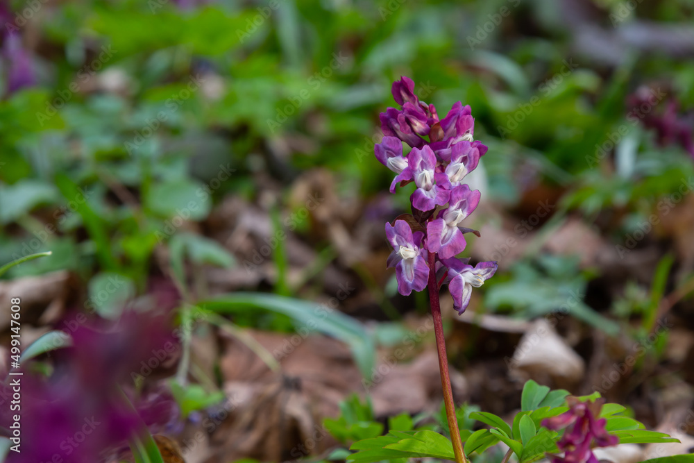 Hollow-root, Corydalis cava, blooming on the forest floor in a park during spring Hollow-root, Corydalis cava, blooming on the forest floor in a park during spring