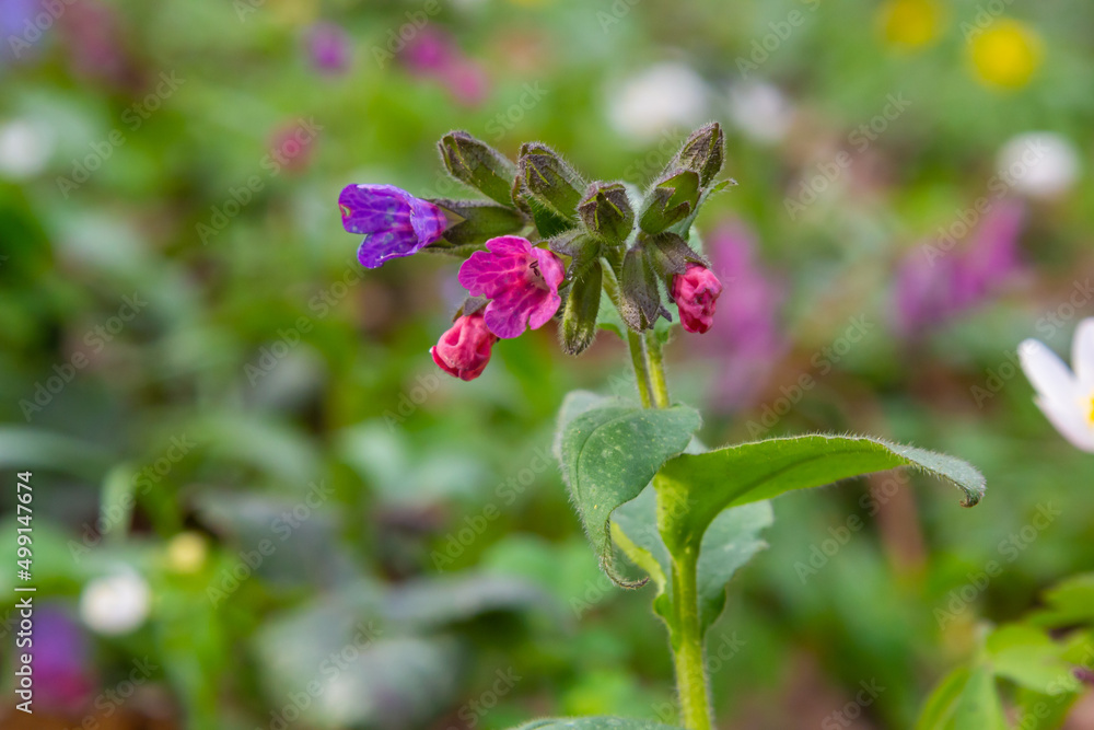 Pulmonaria officinalis, common names lungwort, common lungwort, Mary's tears or Our Lady's milk drops, is a herbaceous rhizomatous evergreen perennial plant of the genus Pulmonaria Pulmonaria officinalis, common names lungwort, common lungwort, Mary's tears or Our Lady's milk drops, is a herbaceous rhizomatous evergreen perennial plant of the genus Pulmonaria