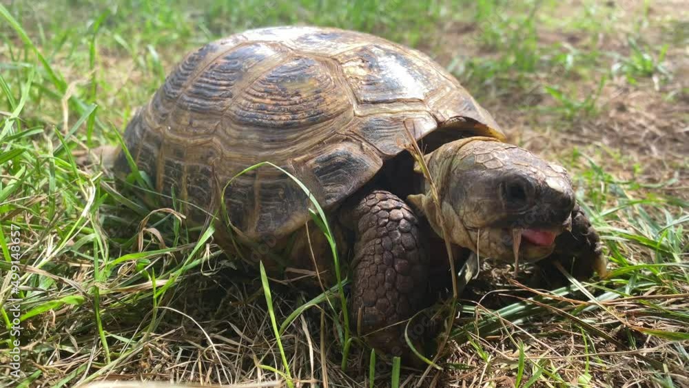 Cute tortoise eating fresh plants and crawling on green grass in wild nature
Cute tortoise eating fresh plants and crawling on green grass in wild nature