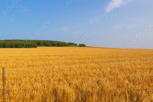 Summer landscape of ripe golden wheat field with line of green forest on the horizon under bright blue sky. Russian wheat for export