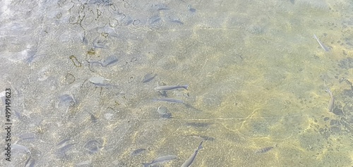 Fish in the harbour