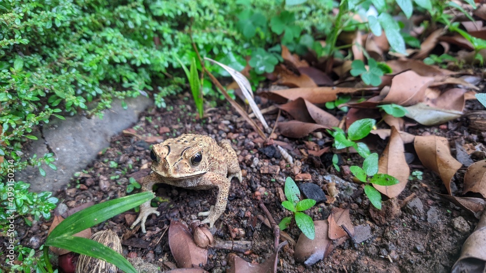 Obraz premium frog in the grass