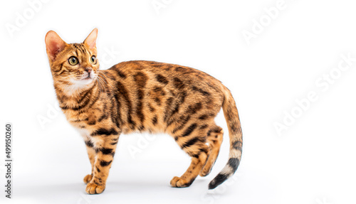 Bengal cat stands in full growth on white background Isolated white background.
