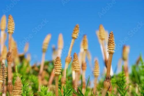 horsetails in spring. 　つくし