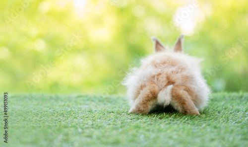 Back view of lovely bunny easter fluffy rabbit sitting on the grass with green bokeh nature background. Selective focus at rabbit orange feet. Animal relaxation concept. photo