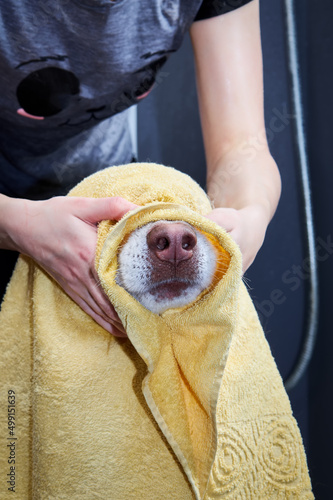 Fototapeta Naklejka Na Ścianę i Meble -  Dog is wiped with towel after washing.