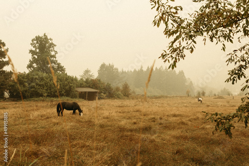 horses in a field on a misty morning
