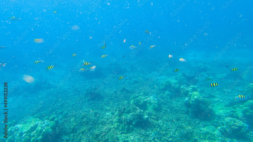 Snorkeling underwater experience with Coral reefs and schools of colorful coral fish in Surin islands national park, Phang Nga, Thailand Snorkeling underwater experience with Coral reefs and schools of colorful coral fish in Surin islands national park, Phang Nga, Thailand