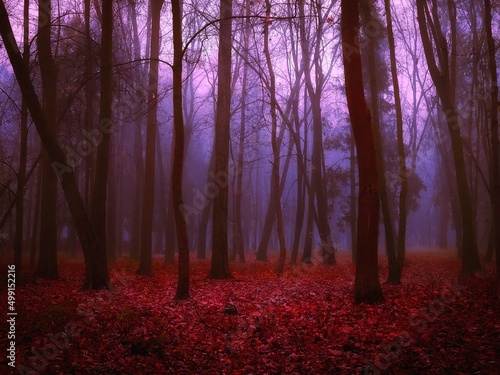 Atmospheric forest in thick fog in red tones. Dark mysterious forest at dawn. Mystical autumn landscape. 