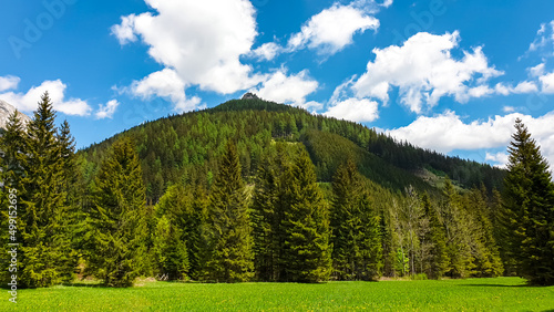 Lush and vibrant green alpine meadow in spring with panoramic view on mountain peaks of the Hochschwab Region in Upper Styria, Austria. Wild softwood forest in the beautiful Alps in Europe. Background photo