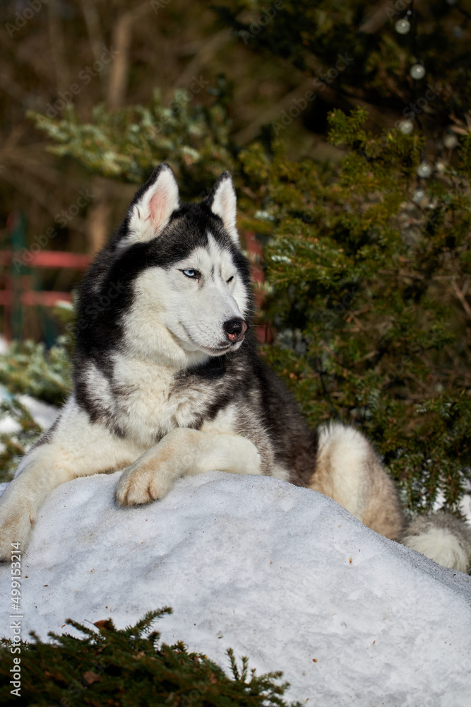Cute husky dog funny play on snow covered hillside in an evening sunny winter forest.
