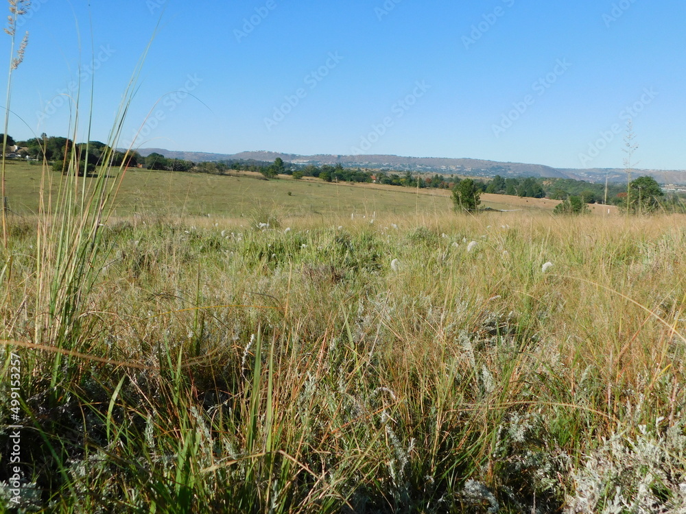 Green grass field, rows of green bushy leafy trees on the horizon in front of a mountain and a crystal clear baby blue sky Green grass field, rows of green bushy leafy trees on the horizon in front of a mountain and a crystal clear baby blue sky