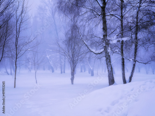 Winter forest with snow in the morning. Fabulous foggy landscape. Trees are covered with frost in a white fog. 