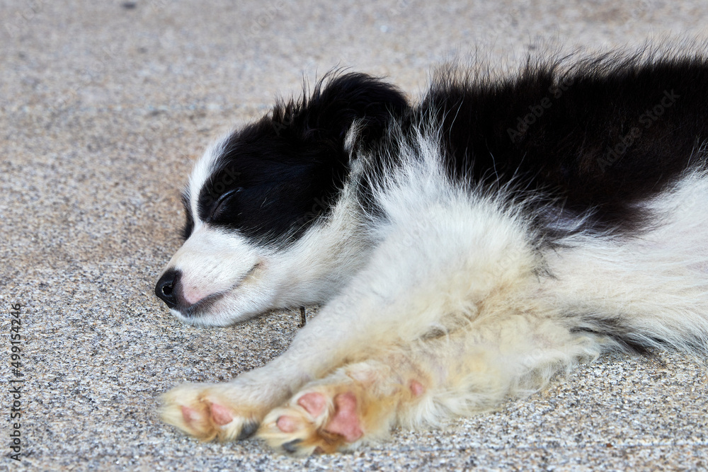 border collie puppy