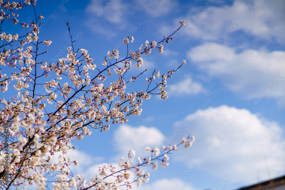 Obraz premium cherry blossom