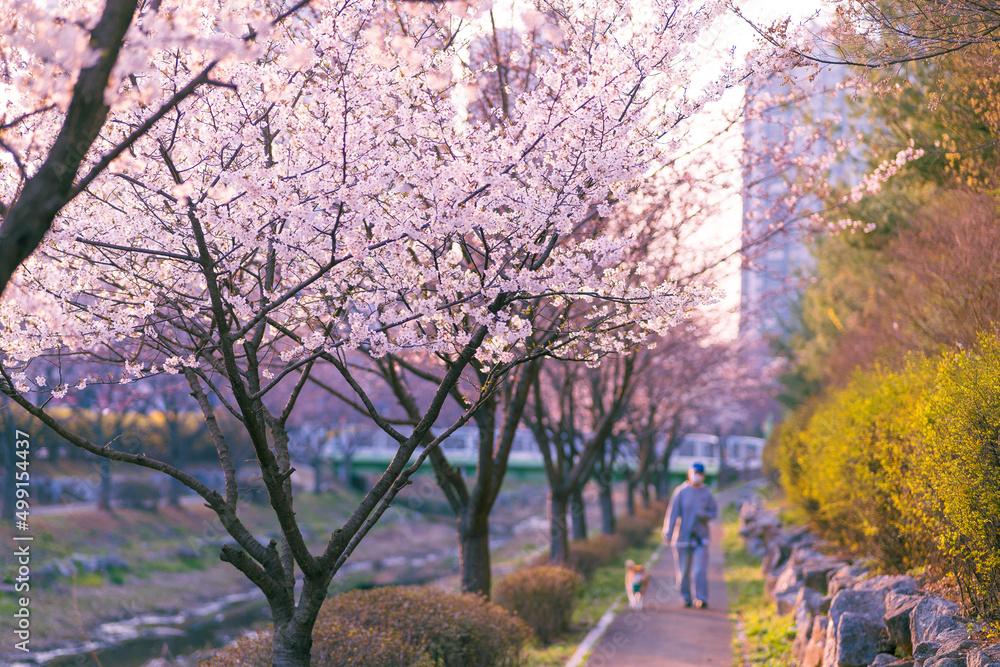 Naklejka premium cherry blossom