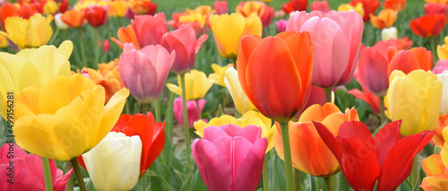 A field of multicoloured tulips in bloom