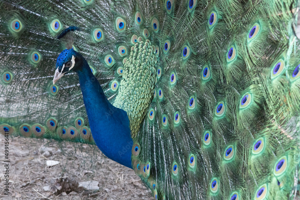 Obraz premium Colorful Peacock showing off its colors