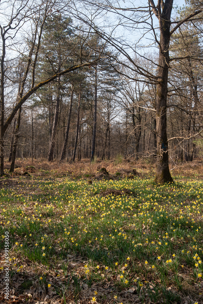 Jonquille Sauvage, Narcissus pseudonarcissus, forêt domaniale de Sénart, 91, Essonne Jonquille Sauvage, Narcissus pseudonarcissus, forêt domaniale de Sénart, 91, Essonne