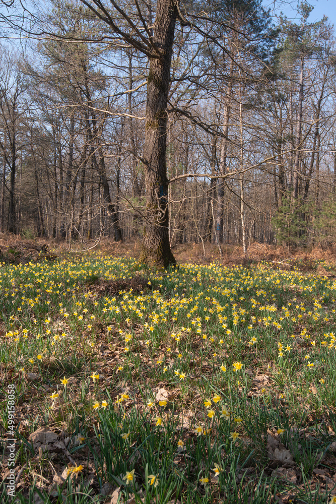 Fototapeta premium Jonquille Sauvage, Narcissus pseudonarcissus, forêt domaniale de Sénart, 91, Essonne