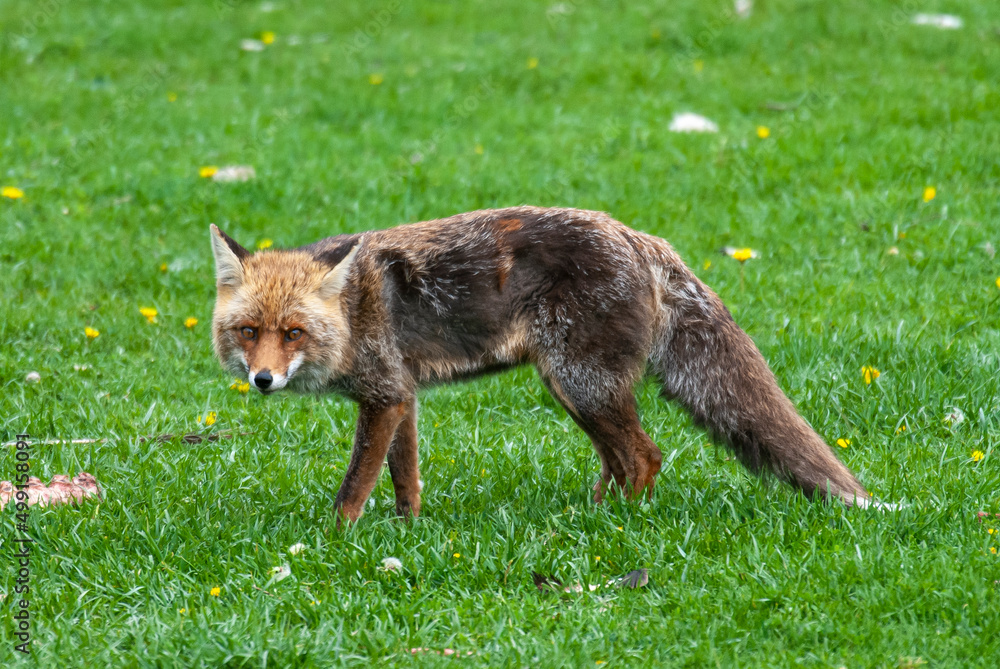 Fototapeta premium Renard roux, Vulpes vulpes