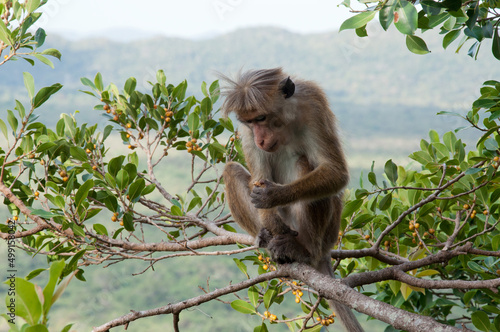 Photography monkey on a branch