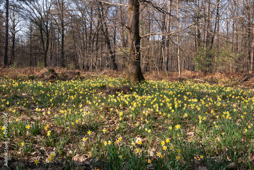 Jonquille Sauvage, Narcissus pseudonarcissus, forêt domaniale de Sénart, 91, Essonne © JAG IMAGES