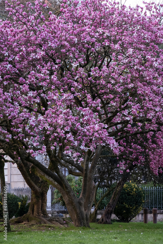 An impressive magnolia tree with pink flowers in a park in Pontevedra, in Galicia (Spain)