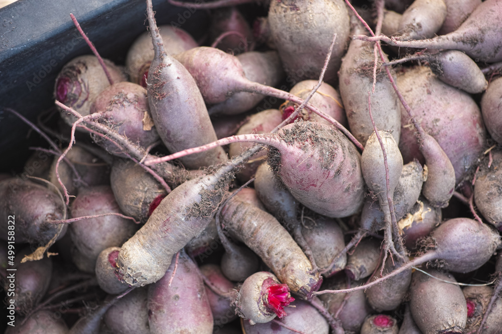 Fresh harvested organic beetroots in a black box.