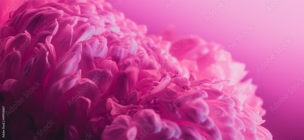 Pink flower bud petal close-up. Gentle background. Banner. Horizontal postcard with lush chrysanthemum, peony, rose or carnation. Holiday mockup design of gift certificate. Mother day card template