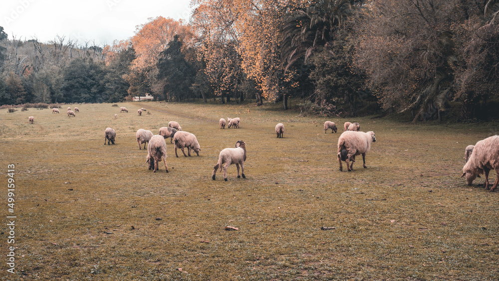 Fototapeta premium Canary Island Shots