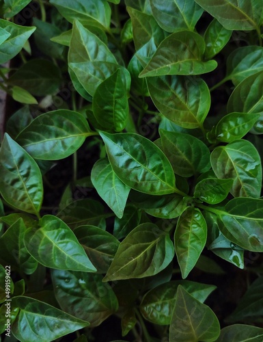 green pepper leaves background
