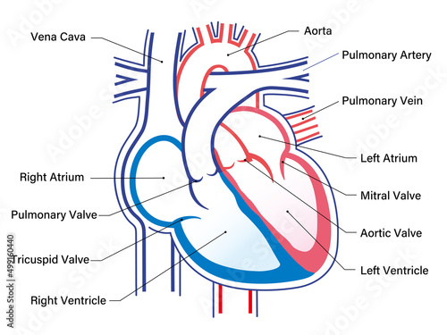anatomy of the human heart, simple vector illustration with explanation, white back photo