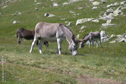 donkey, mountains, nature, grass, lawn