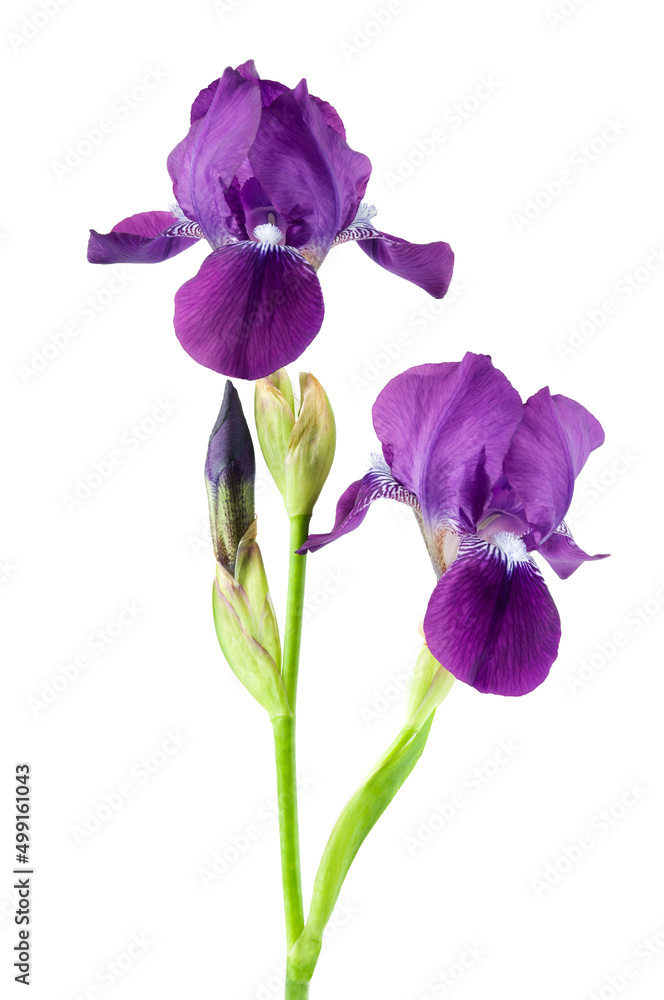 Violet iris flower on stem isolated on white background.