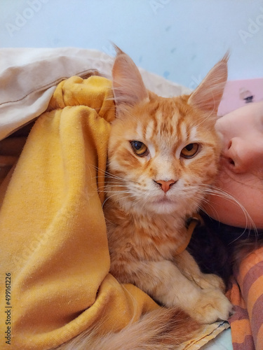 Kid girl holding and kissing her maincoon orange cat with love lying on the bed. Closeup portrait