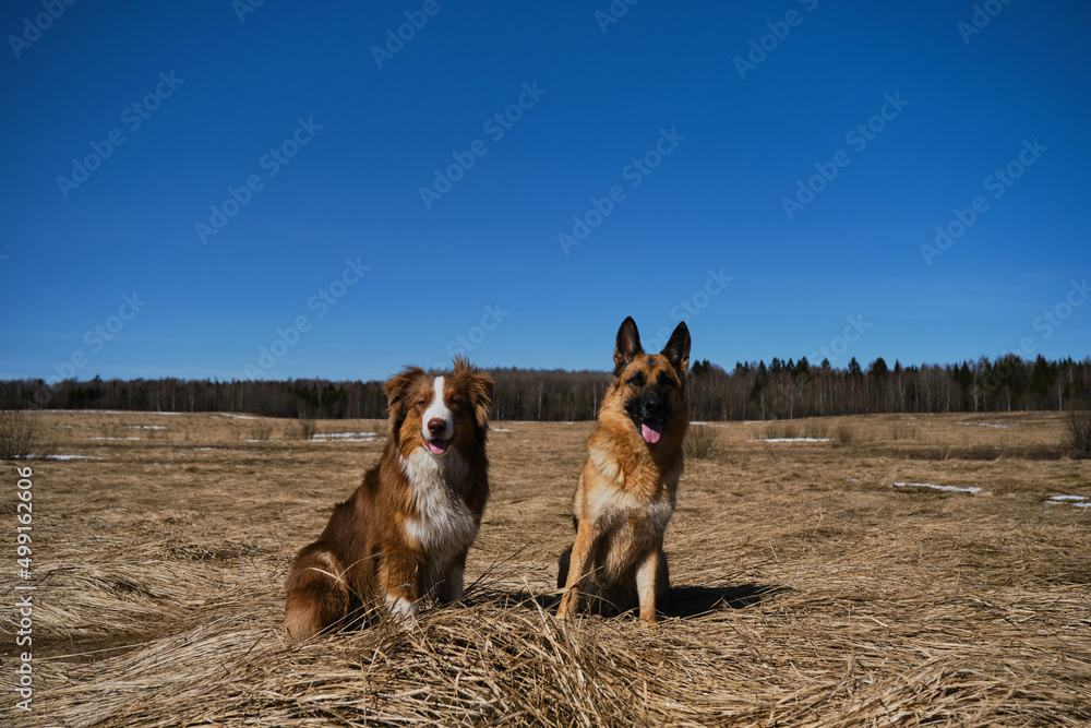 Purebred dogs together. Two Shepherds German and Australian are best friends sitting next to each other in field with dry grass on clear sunny day. Blue sky and forest behind.