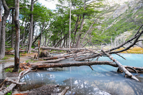 Wild lake in the mountains with sticking out dry tree trunks
