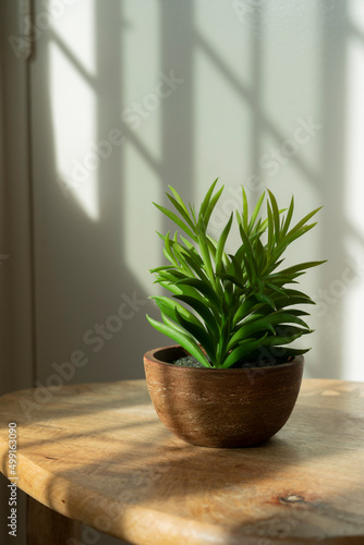 A pot of plant on a wooden table in a house, with natural sunlight and window grills in a afternoon. Simple, calm and minimal display in the house