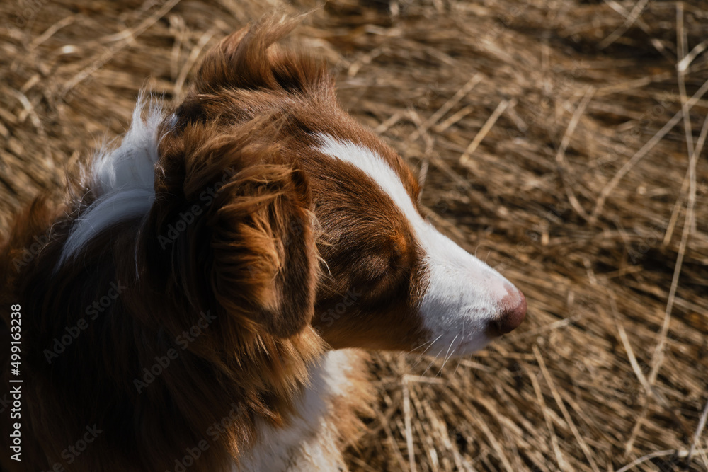 Aussie is red tricolor with shaggy funny ears, chocolate nose and white stripe on head on clear sunny day outside. Portrait of beautiful Australian Shepherd puppy close-up in profile. Aussie is red tricolor with shaggy funny ears, chocolate nose and white stripe on head on clear sunny day outside. Portrait of beautiful Australian Shepherd puppy close-up in profile.