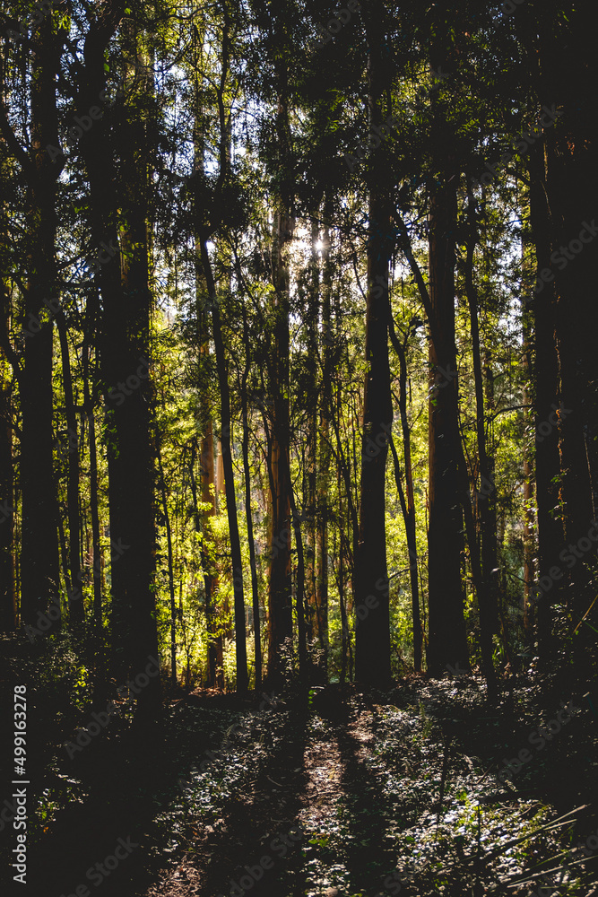 Beautiful old tree silhouettes with moss, plant and vines under the sunlight in the forest ('Jungla Valdiviana') in the afternoon, Valdivia, Chile Beautiful old tree silhouettes with moss, plant and vines under the sunlight in the forest ('Jungla Valdiviana') in the afternoon, Valdivia, Chile