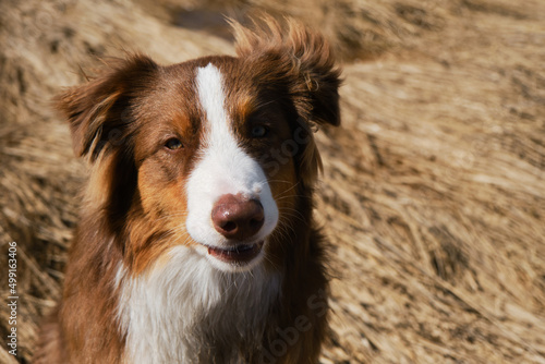 Aussie dog is red tricolor with shaggy funny ears, chocolate nose and white stripe on his head on clear sunny day outside. Portrait of beautiful Australian Shepherd puppy close-up. View from above. © Ekaterina