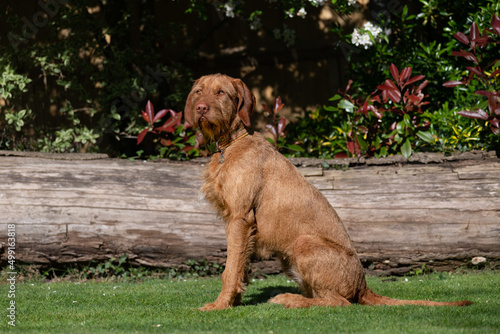 Fotografia wire haired Vizsla in the park